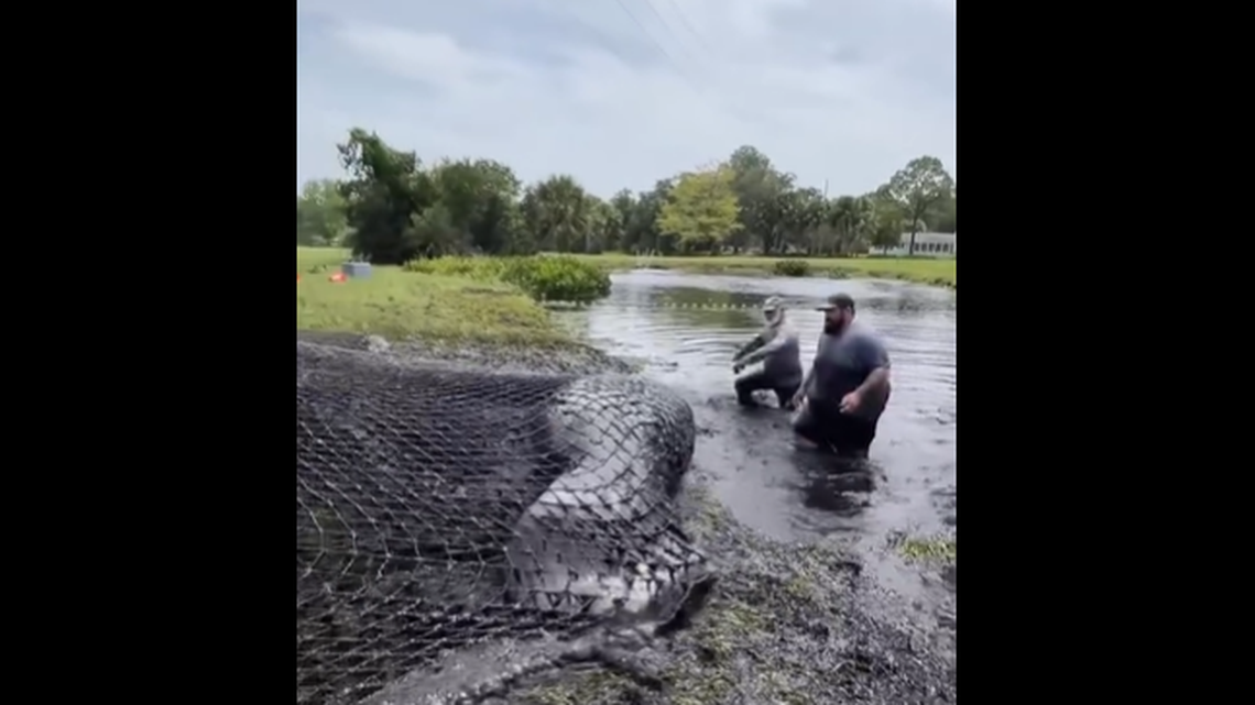 A team that included U.S. Fish and Wildlife and the Clearwater Marine Aquarium was assembled to catch the manatees in nets and relocate them to open water, Florida Fish and Wildlife officials say.