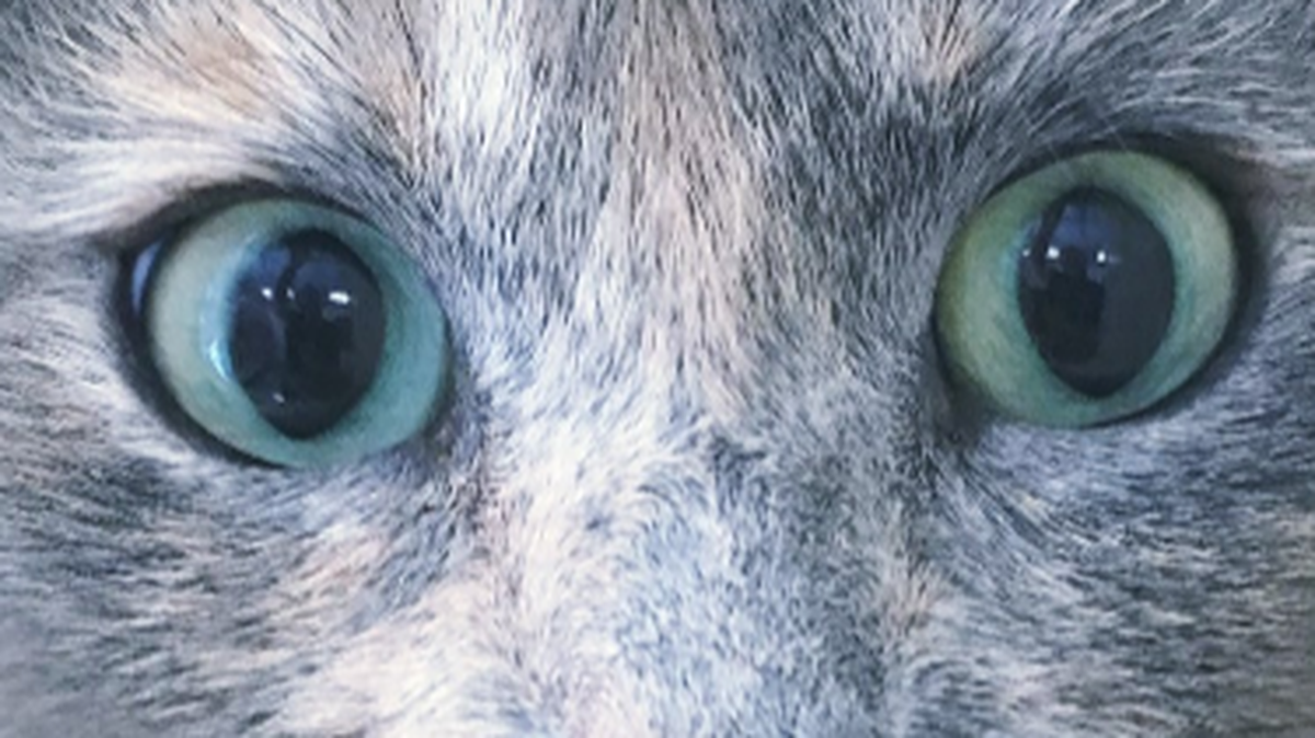 A deranged cat is stalking people in one North Florida town, resulting in at least two ending up at hospitals, according to the Suwannee County Sheriff’s Office.