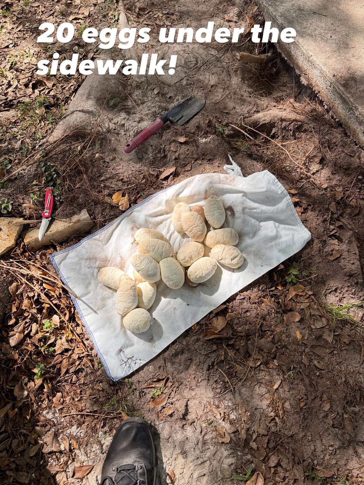The 20 Burmese python eggs found beneath a sidewalk in South Florida before wildlife contractors removed the invasive snake from a Cutler Bay neighborhood.