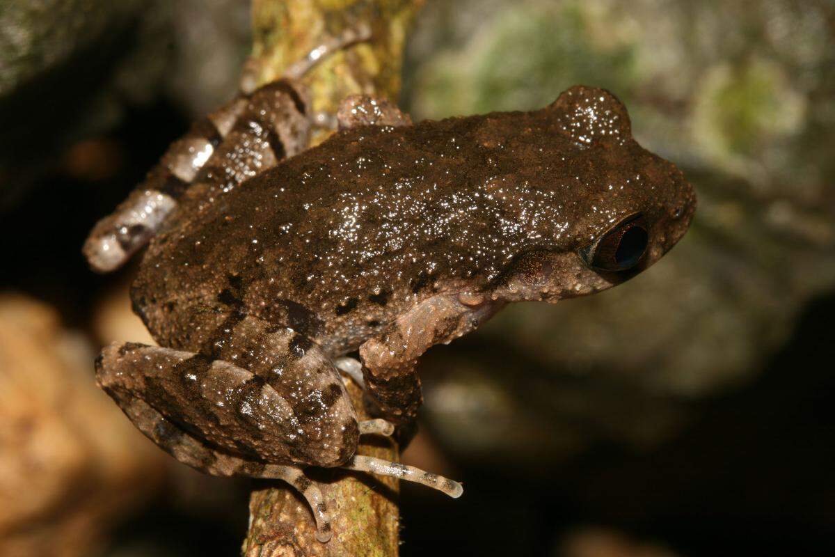The new species is mostly brown and covered with small, irregular bumps.