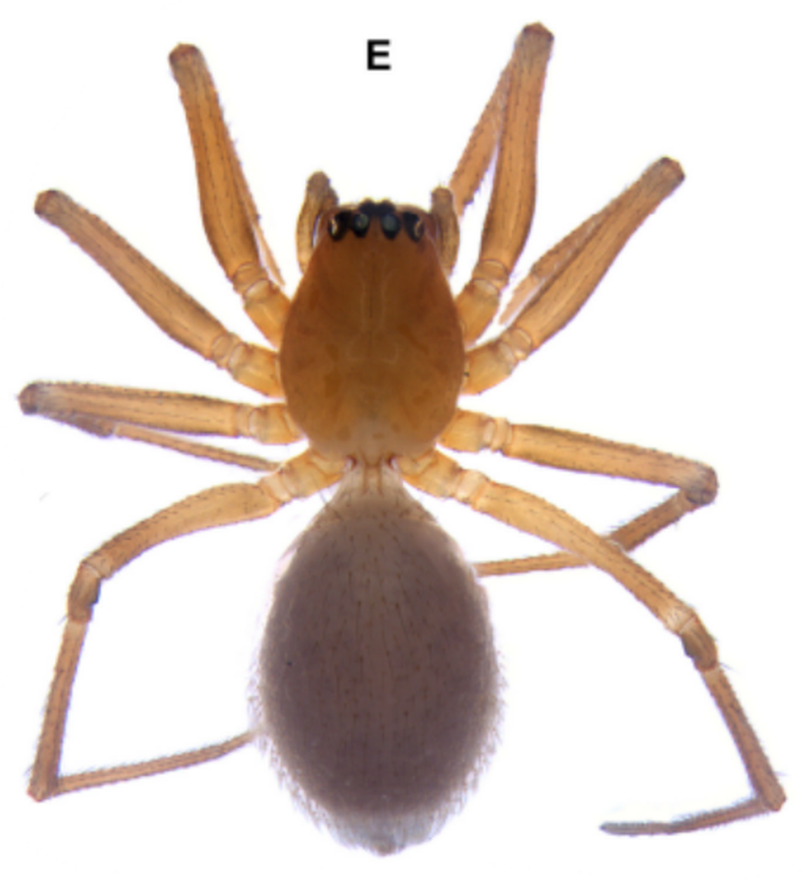 A female specimen of Agyneta hum.