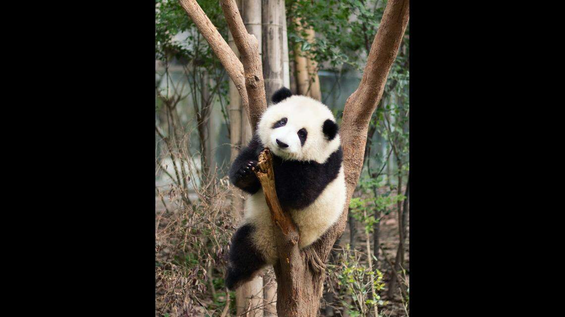 Experts discovered a new ancestor of giant pandas, according to a new study.