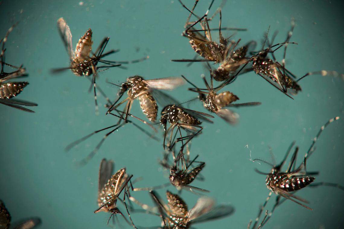 In this September 2016 photo, Aedes aegypti mosquitoes, which can transmit Zika and dengue fever, sit in a petri dish. The CDC advises doctors to test patients for Zika and dengue fever because of similarities in symptoms and geographic prevalence of both diseases.