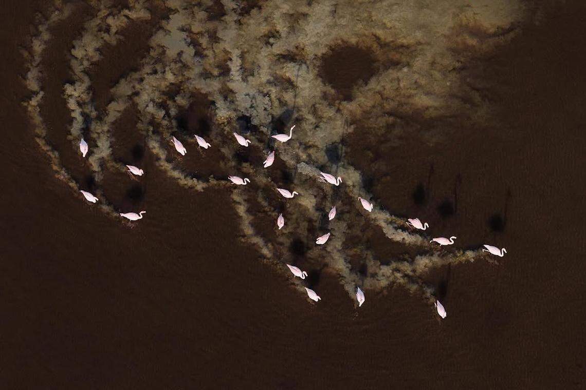 Wading flamingos leave mud trails in the shallow coastal flats of the Everglades. The flock of some 125 birds was the largest seen in the Everglades in a decade.