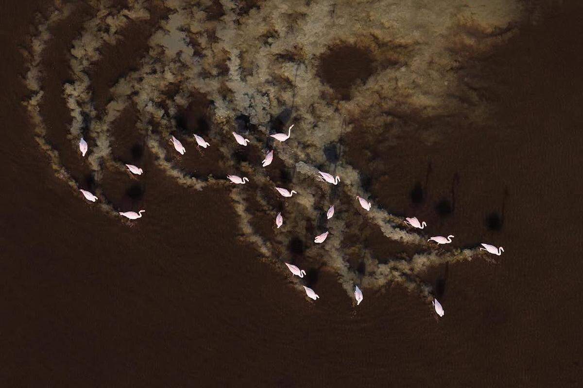 Wading flamingos leave mud trails in the shallow coastal flats of the Everglades. The flock of some 125 birds was the largest seen in the Everglades in a decade.
