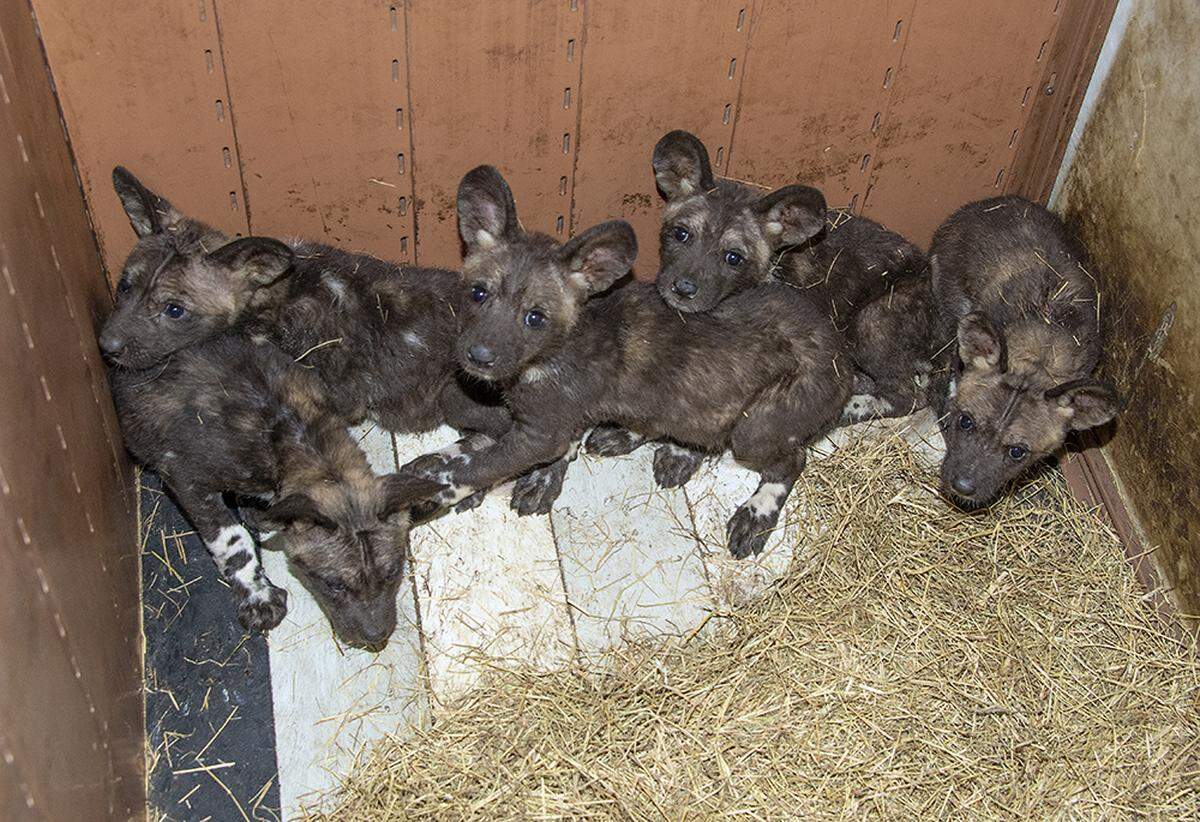 Five African Painted Dog puppies are pictured in the den box that they have called home for the past six weeks at Zoo Miami March 6, 2019.