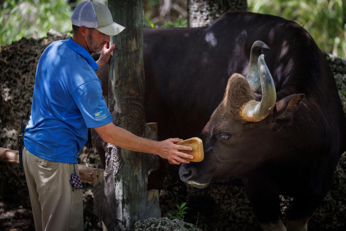 Zookeeper Nick Pottratz gives an ice bath to an Indian Guar, largest species of wild cattle, during the day to keep animals cool on Tuesday, July 30, 2024, at Zoo Miami. Pottratz has fostered a relationship with her, so she allows him to bathe her to cool down.