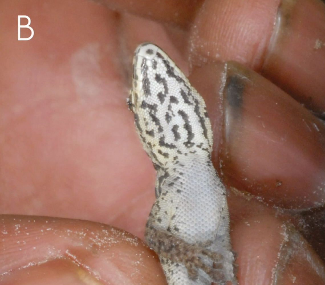 A male Lygodactylus leopardinus, or leopard dwarf gecko, seen from underneath.