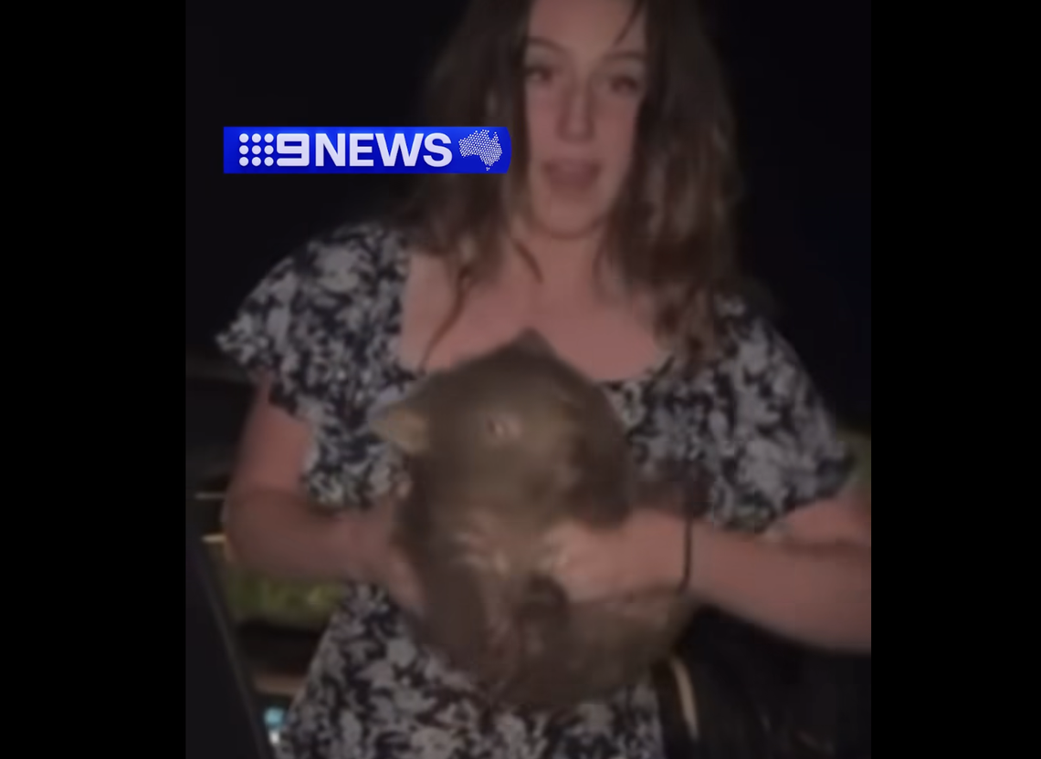 The baby wombat was screaming and hissing as its mother chased after the joey and influencer.