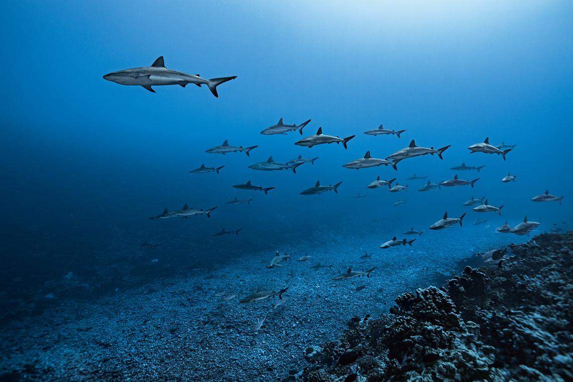 New research shows that gray reef sharks have learned to “surf” the currents in the southern channel of Fakarava Atoll to help conserve energy.