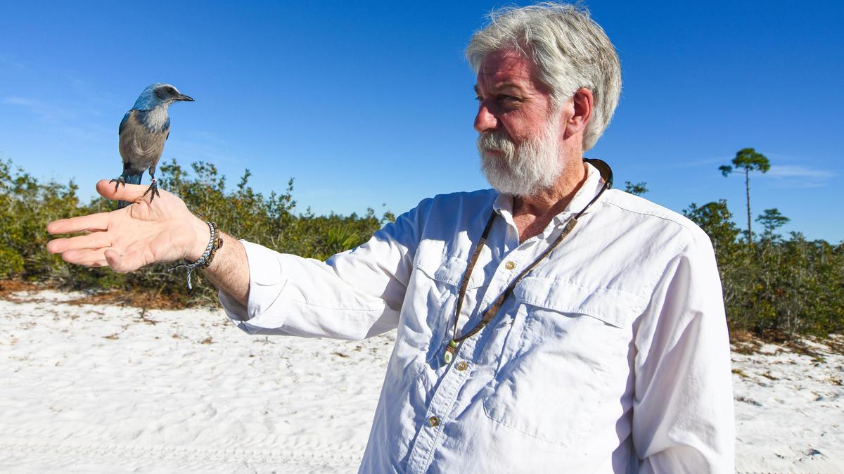 Florida scrub-jays seem to flock to Reed Bowman, a research biologist at Archbold who has studied the Central Florida birds for three decades. Researchers are permitted to work close with scrub-jays but discourage people from feeding them.