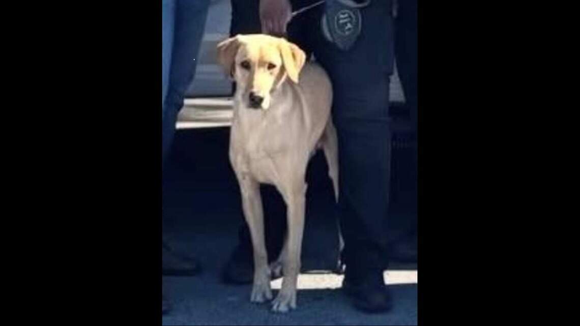 Police dog who escaped from a scene in Miami Gardens has been found