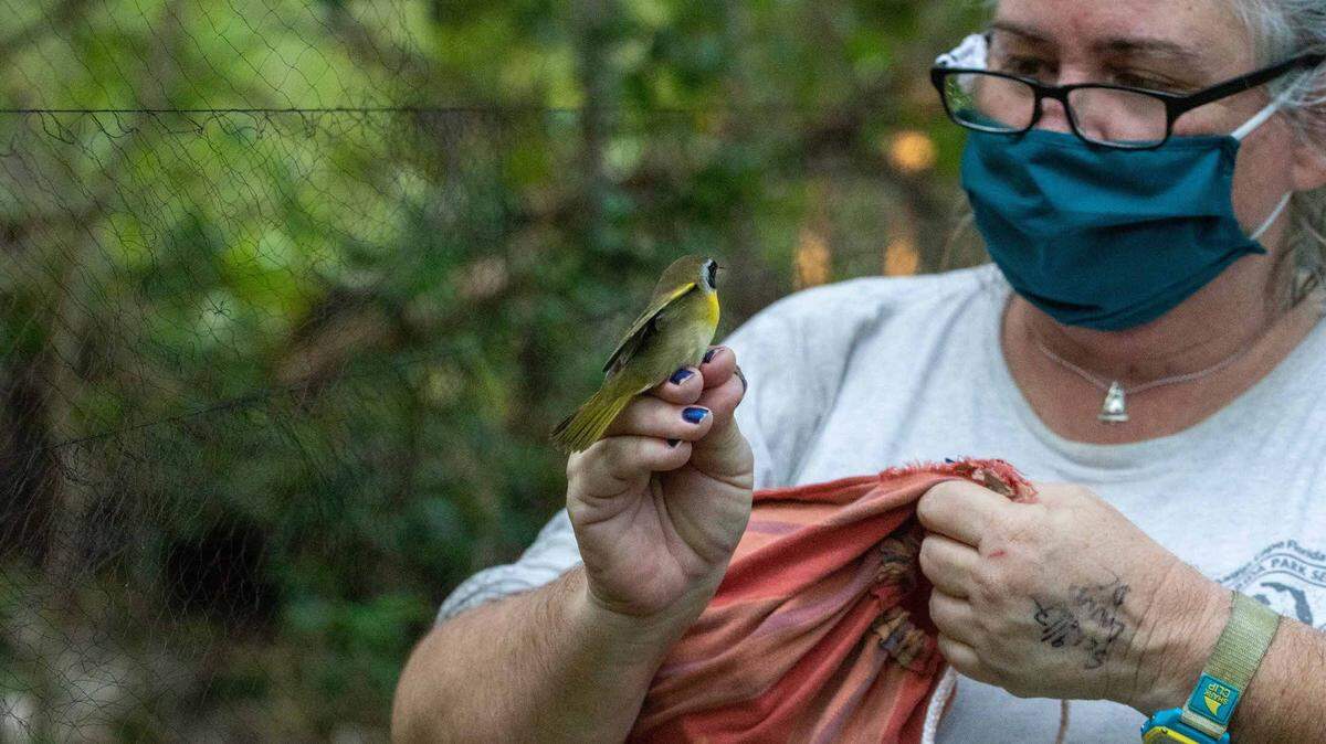 Cape Florida Banding Station Director Michelle Davis, near a mist net, observes a Common Yellowthroat Warbler before it is banded and released.