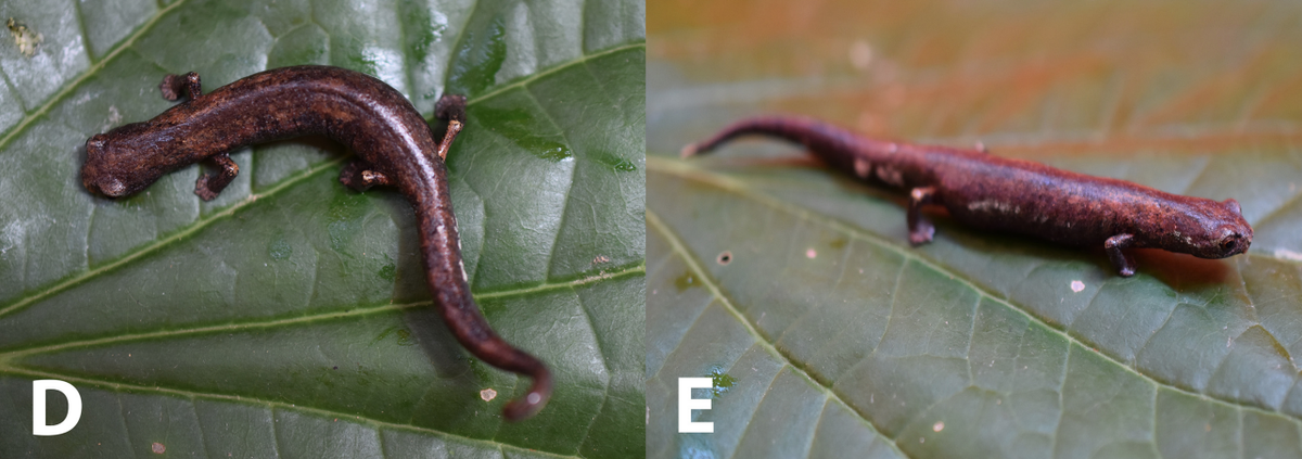 Males are more uniformly brown, and all the salamanders are relatively small.