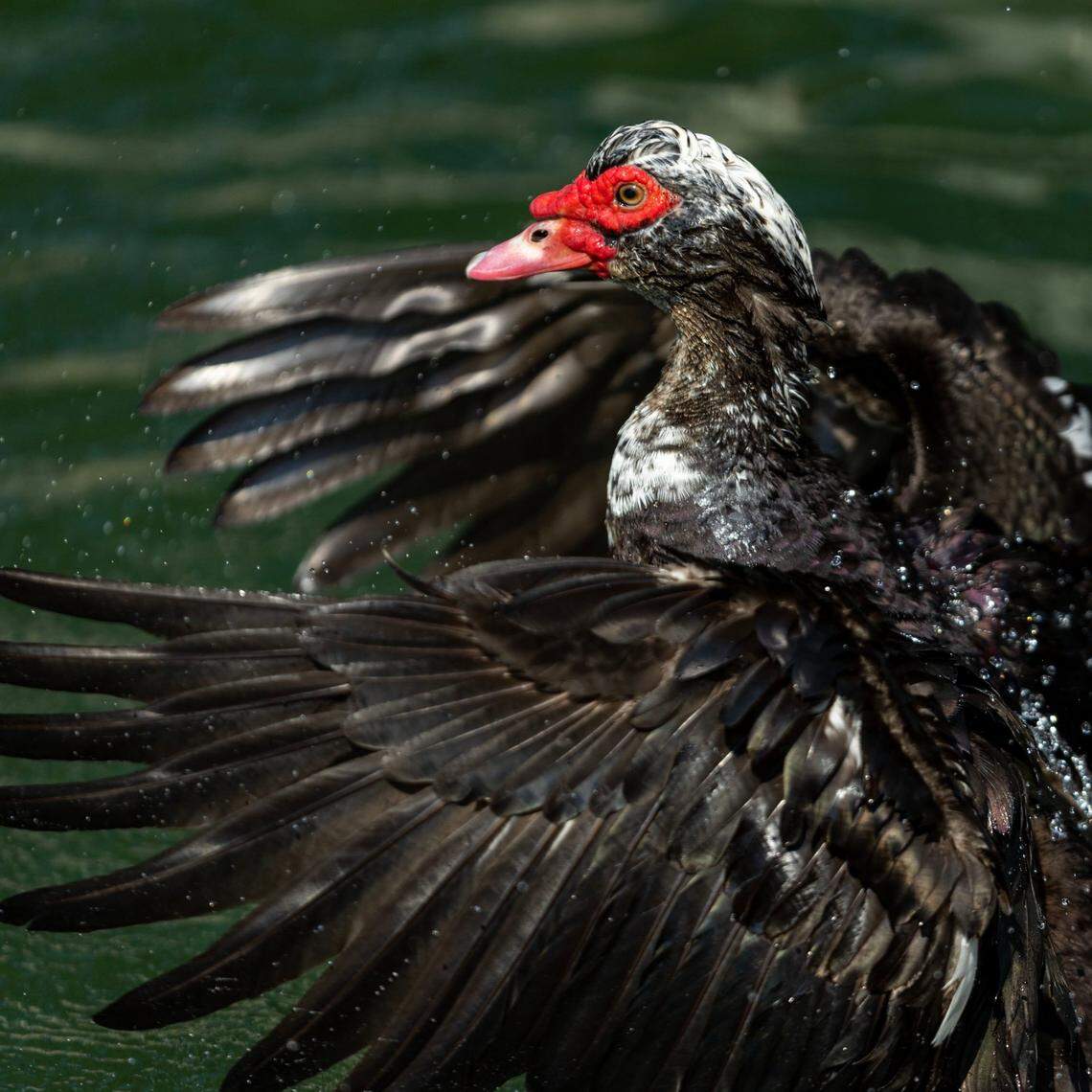 A Muscovy duck shakes water loose from its feathers at Coral Reef Park in Palmetto Bay, Florida, on Thursday, April 13, 2023.
