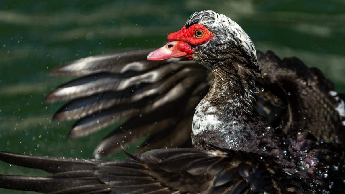 A Muscovy duck shakes water loose from its feathers at Coral Reef Park in Palmetto Bay, Florida, on Thursday, April 13, 2023.