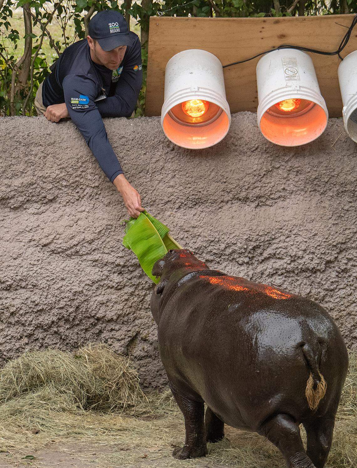 A Zoo Miami pygmy hippo, under some heat lamps, gets some leaves and other treats from his keeper inside his heated enclosure at Zoo Miami on Friday, Jan. 30, 2026. Zookeepers at the Miami-Dade attraction spent part of the day protecting some of its vulnerable animals from the coming drops of temperatures into the 30s on Sunday and Monday.