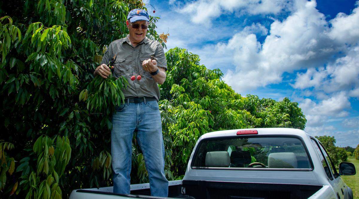 Jonathan Crane, a tropical-fruit crop specialist at UF’s Tropical Research & Education Center in Homestead, cuts ripe lychee off a tree on June 18, 2025.