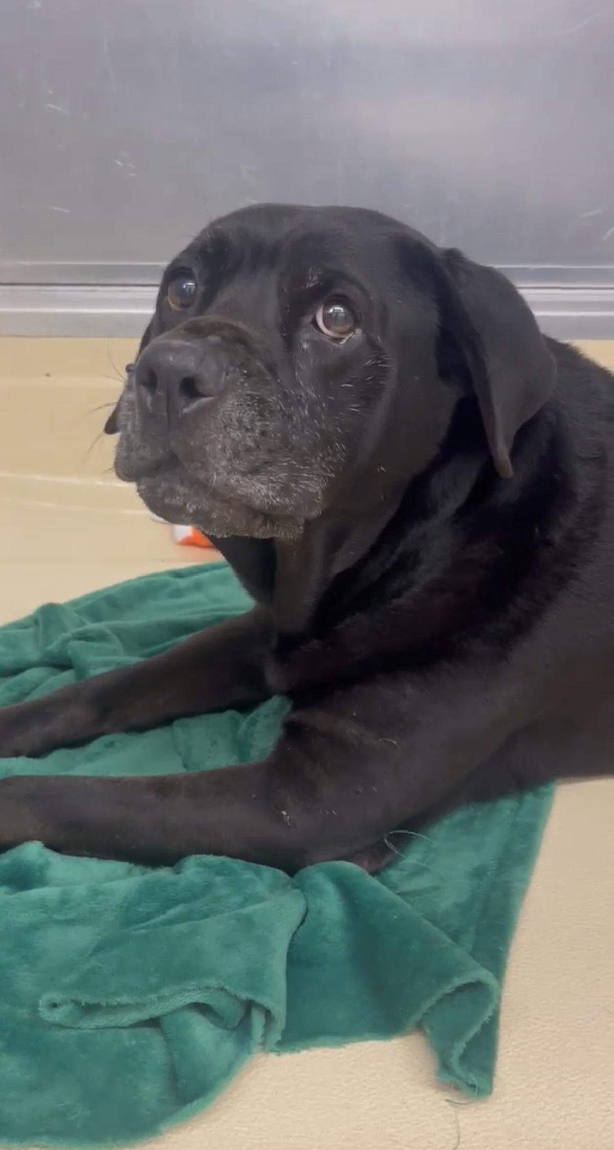 A screenshot from an undated video of the dog named Luna at Miami-Dade County’s Animal Services shelter. She showed up in a Kendall neighborhood, seemingly abandoned, and was taken to a foster home in Punta Gorda on Feb. 4, 2023.