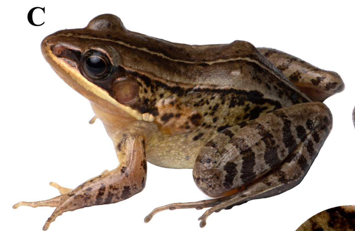 The music frogs have gold-rimmed pupils and “golden spackle” on their irises, photos show.