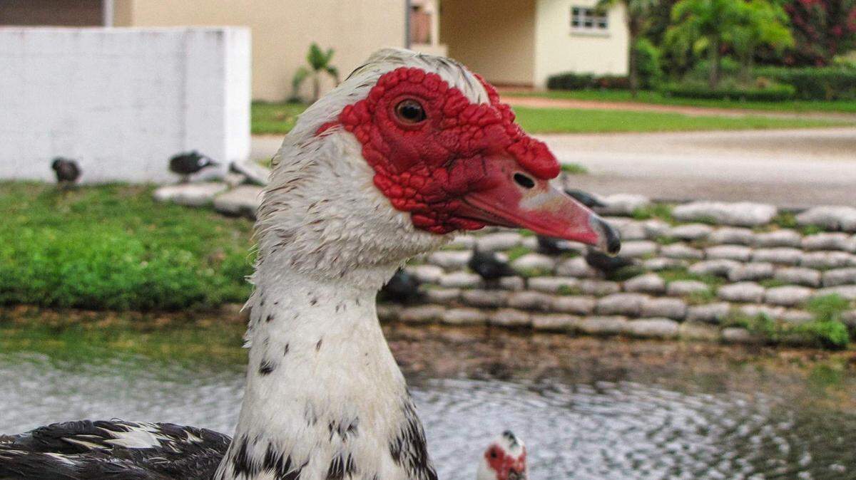 “The bottom line is that people should not feed any wild animals,” Zoo Miami spokesman Ron Magill said. “It can create a dependency that in the end only hurts the animal that you think you are trying to help.”