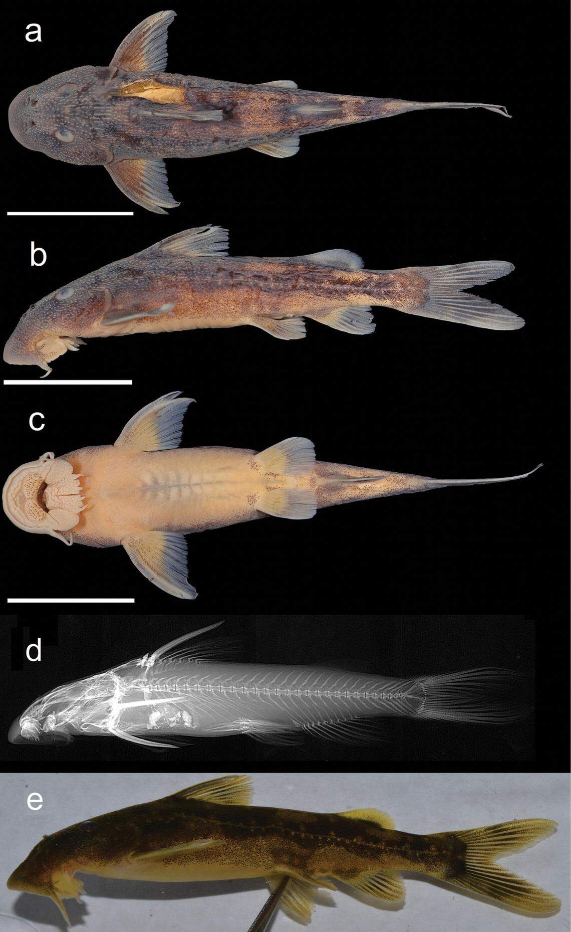 The rough skin suckermouth catfish has distinct ridges along its body, with a golden coloration, researchers said.