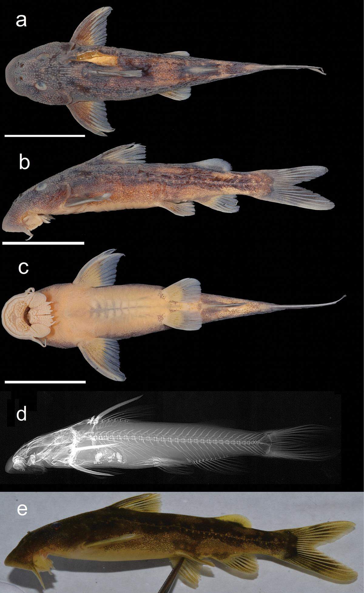 The rough skin suckermouth catfish has distinct ridges along its body, with a golden coloration, researchers said.