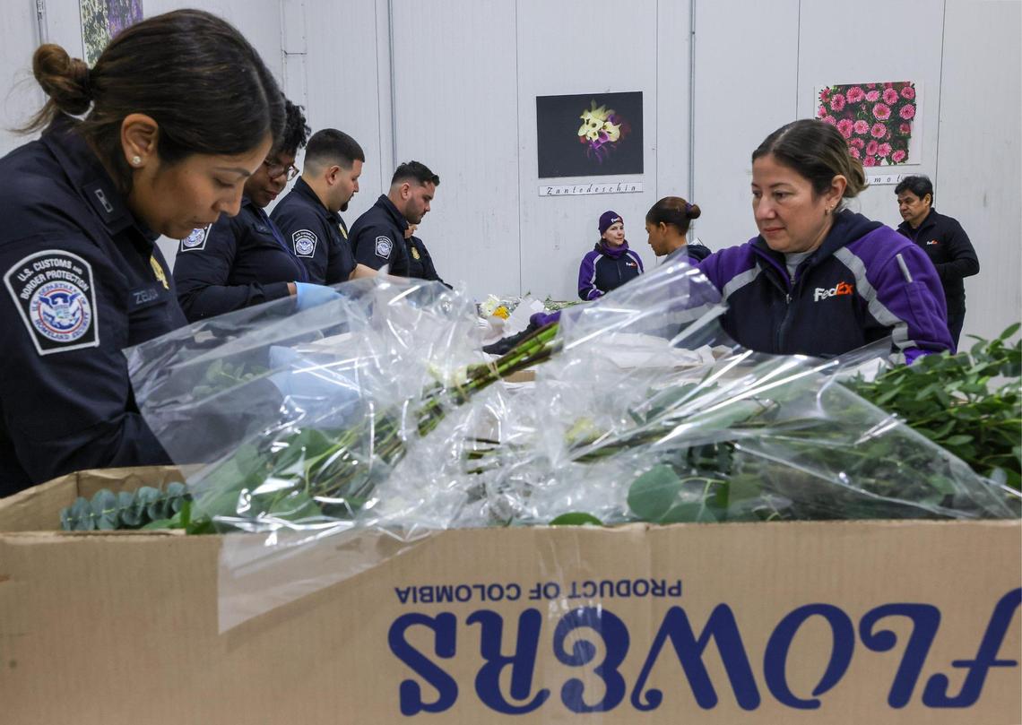 Inside the inspection area U.S. Customs officers work alongside FedEX workers as the agricultural specialists inspects thousands of flowers from Colombia and Ecuador arrived at the FedEx Cargo Hub at Miami International Airport, as local florists and distributors prepare for Valentine’s Day on February 12, 2025. Notably, only 2% of the shipments are inspected by U.S. Customs Agricultural Specialists in order to ensure pest management and the quality of floral and plant shipments.