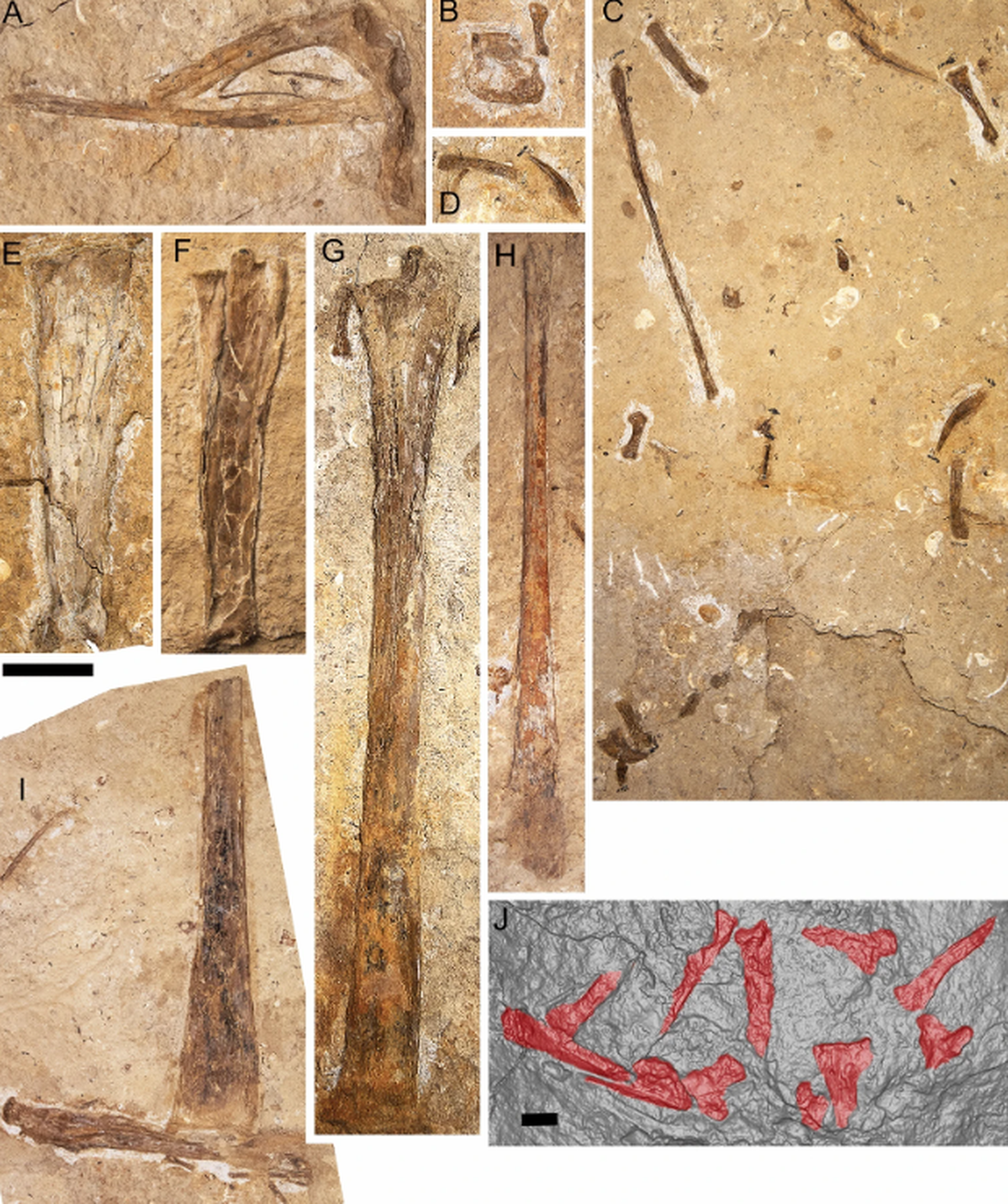 The skeleton is the most complete pterosaur ever discovered in Australia.