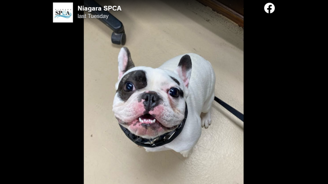 This is Ralphie, “a terror in a somewhat small package” who really needs a home., NY shelter says. 