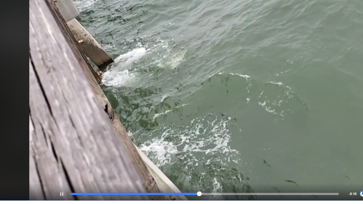Great white shark in Navarre
