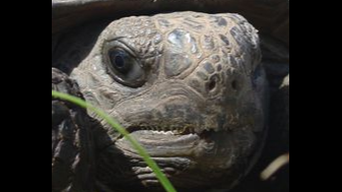 The colored orbs were shells of gopher tortoises that had been spray painted, which is illegal in Florida, officials say.