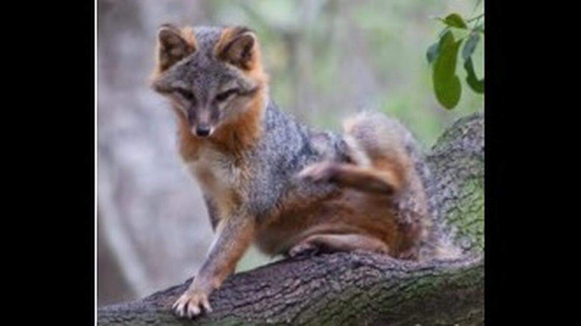 A gray fox also has reddish fur.