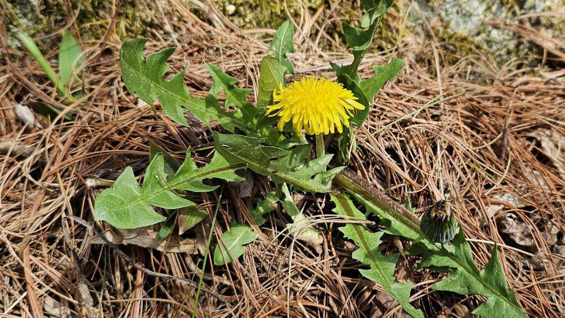 Are Dandelions Edible? These Dandelion Recipes Tell You Everything You Need to Know