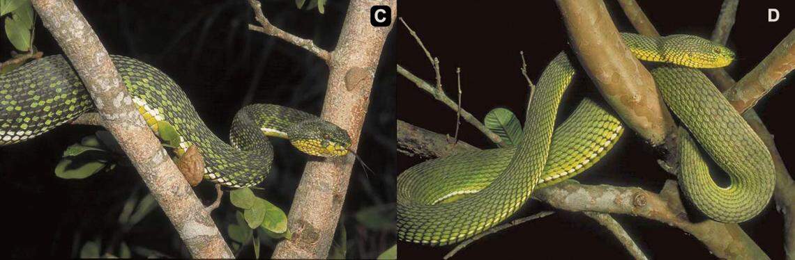 Two Trimeresurus ayeyarwadyensis, or Ayeyarwady pit vipers, with blotches (C) and darker coloring (D).