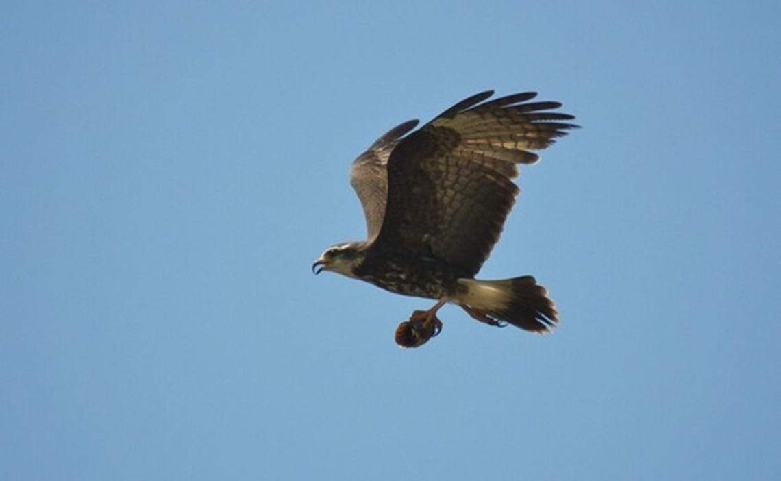 A snail kite carries an apple snail over Lake Tohopekaliga in Kissimmee.
