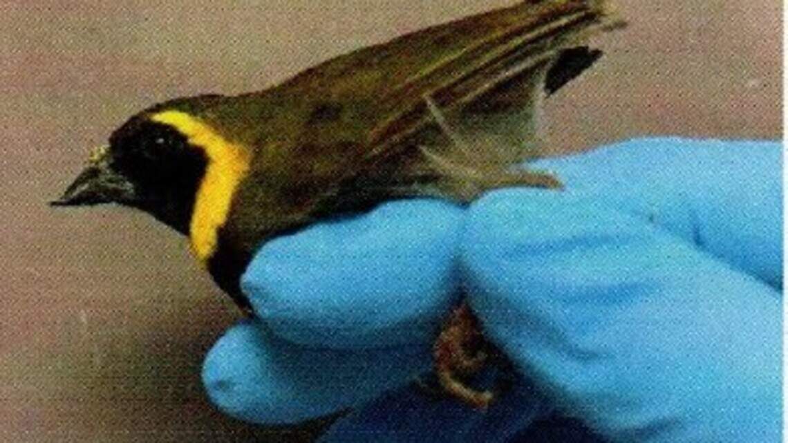 Another man arrives at Miami Airport with birds smuggled in his pants, feds say
