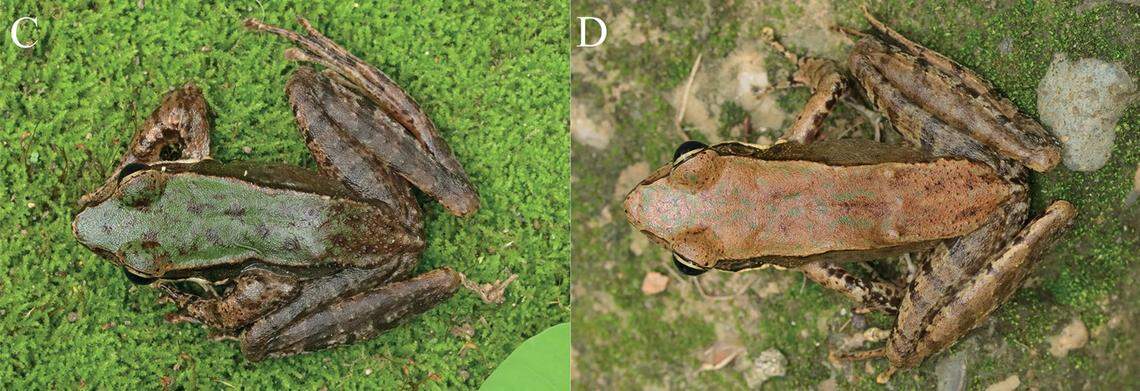 Male specimens of the Damingshan Bamboo-leaf frog were smaller than females, researchers said.