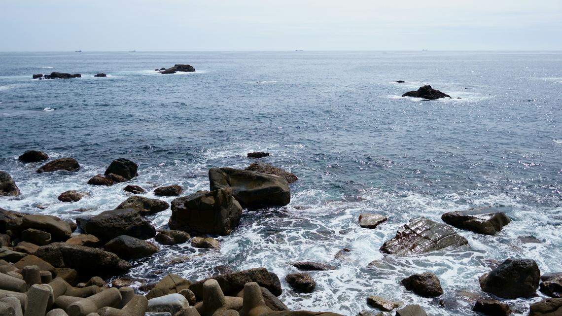 Along the coast of southeastern Japan, an animal was found decades before it was identified as a new species.