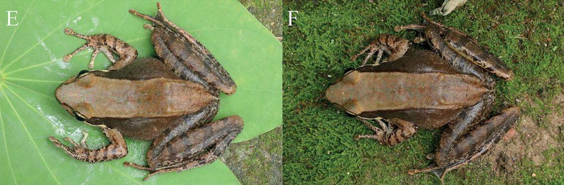 Both female frogs were pregnant, experts said.