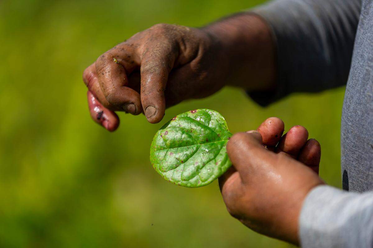 Ciro Hernandez, 37, works to clear rotten spinach from his father-in-lawÕs farm in Homestead, Florida on Wednesday, May 27, 2020. The farm belongs to Juventino Custodio, 53, who was forced to let his spinach rot after the coronavirus pandemic caused a disruption in his supply chain process.