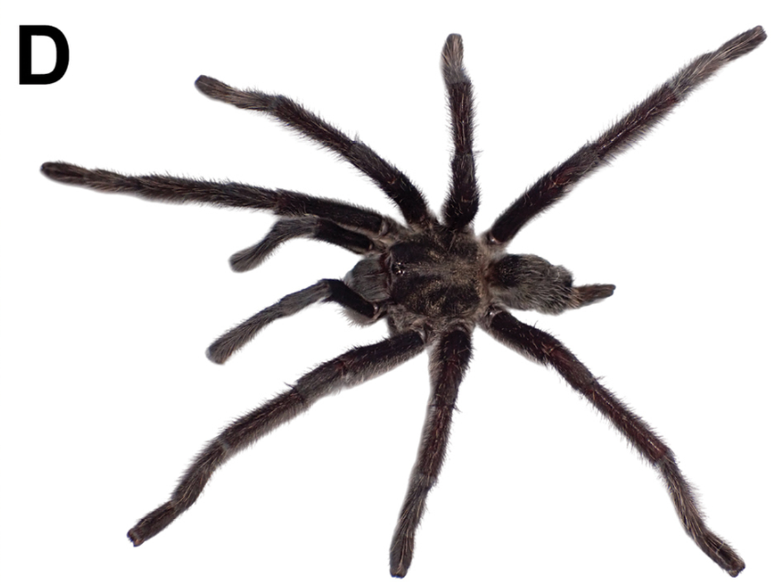 The Arabian black tarantula was identified as one of four new species.