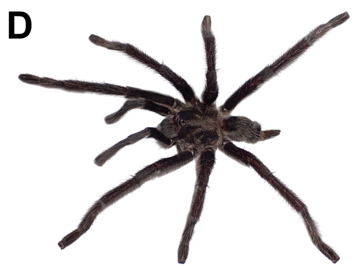 The Arabian black tarantula was identified as one of four new species.