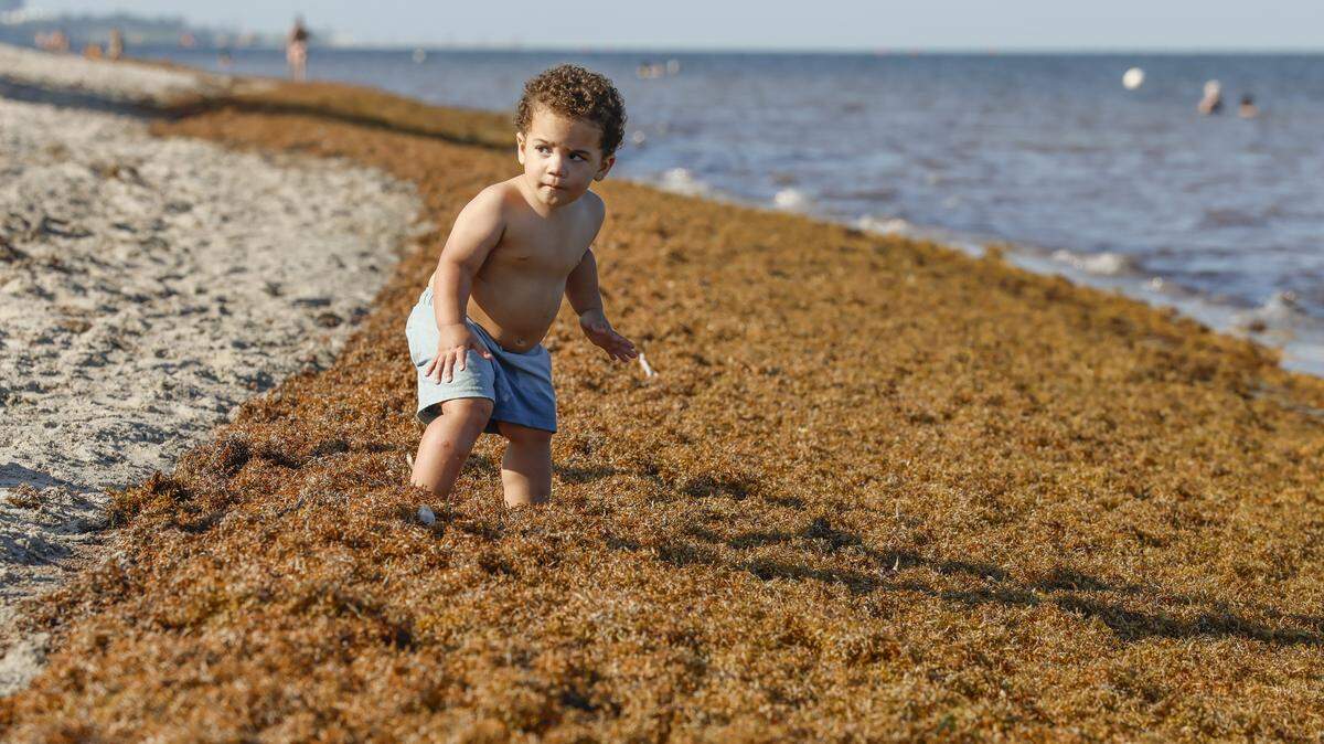Ernesto Guerra, 1, decides against crossing a pile of seaweed washed ashore along Crandon Park Beach on Thursday. This year is predicted to be another record-setting sargassum year, with potentially more blooms reaching shore than last year.  