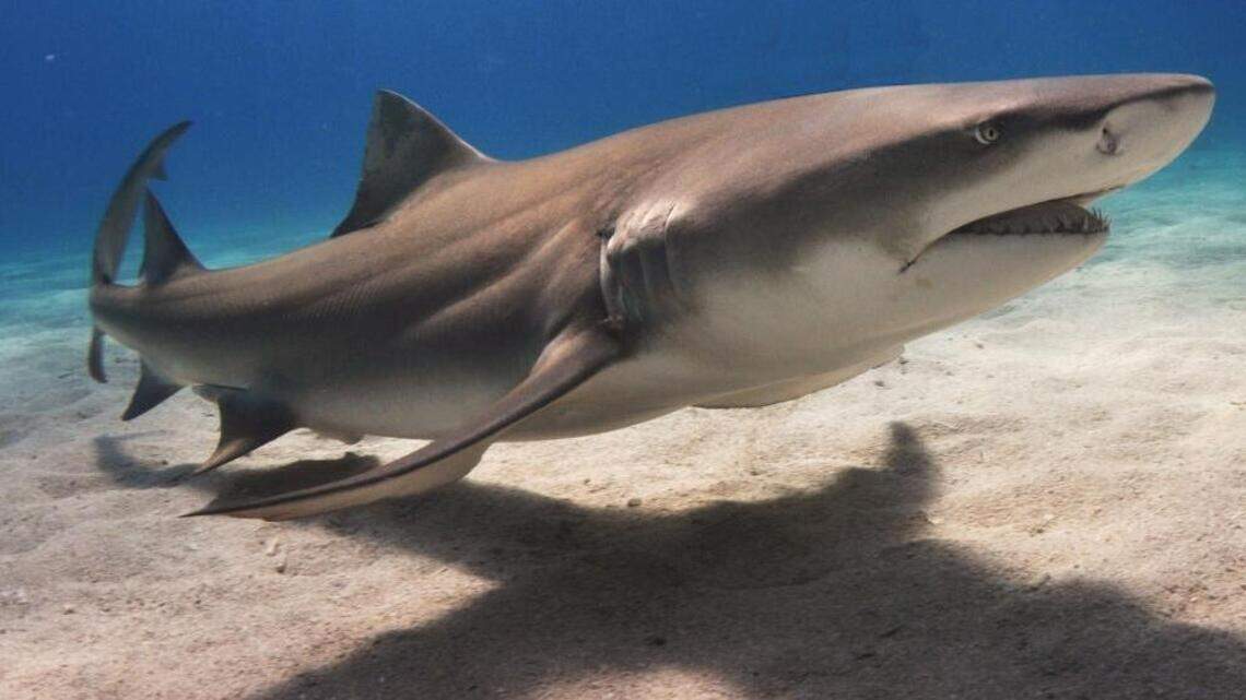 A mystery: Why are sharks suddenly snatching so many fish from anglers?