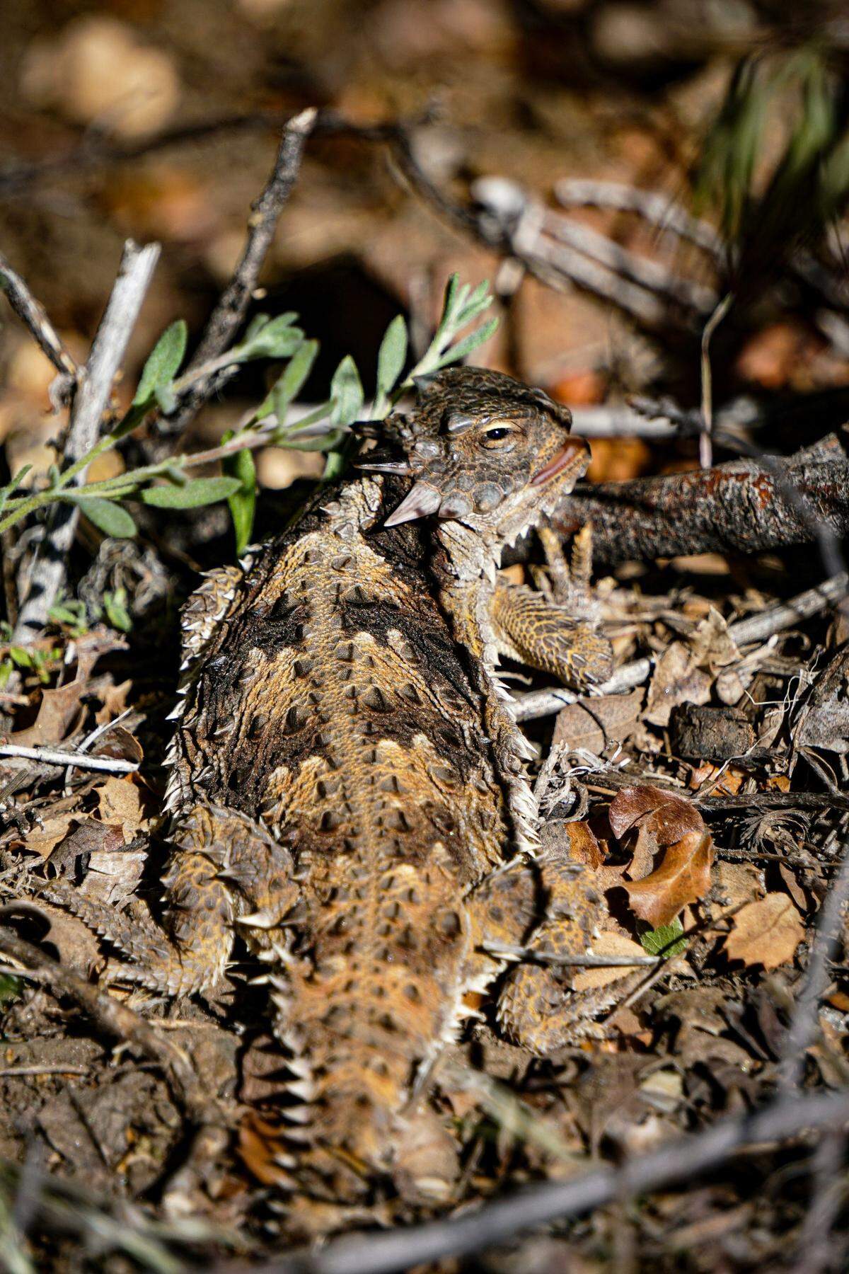 Though not related, the prehistoric species likely looked similar to the horned lizards of today, researchers said.