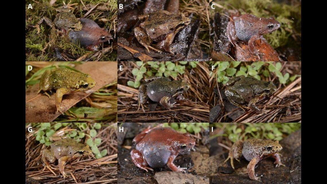 Photos of male and female specimens show variations in body color and patterns.