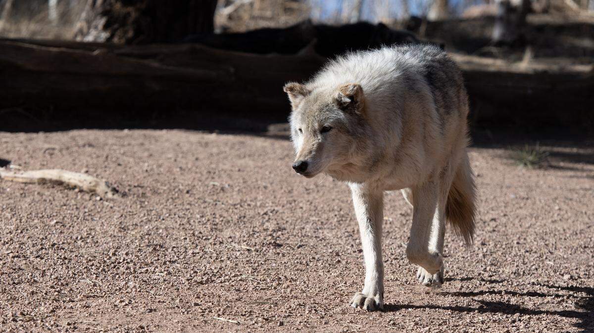 A timber wolf, roams in it's enclosure at the Colorado Wolf and Wildlife Center (CWWC) in Divide, Colorado on March 28, 2023. CWWC's 35 acre property is home to 18 wolves, and offers daily tours. In 2020, Colorado voters passed Proposition 114, which required Colorado Parks and Wildlife to reintroduce gray wolves to designated lands on the western side of the Continental Divide no later than December 31, 2023. Wolves that have wandered into Colorado from the neighboring state of Wyoming have put ranchers on edge that their livestock may become prey, as well as presented challenges to the outcome of the reintroduction program. (Photo by Jason Connolly / AFP) (Photo by JASON CONNOLLY/AFP via Getty Images)