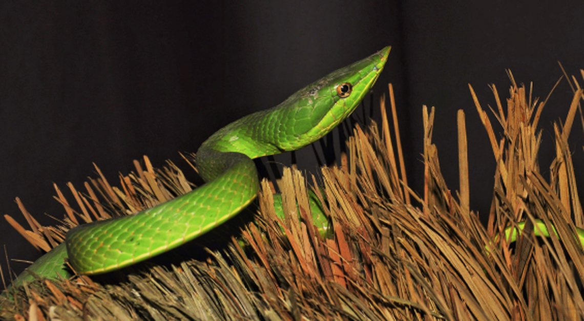 The green vine snake.