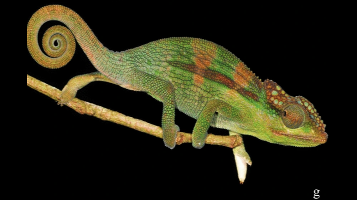 Chameleons, like Nadzikambia baylissi, found in the rainforest were only distantly related to other chameleons nearby, emphasizing their isolation.